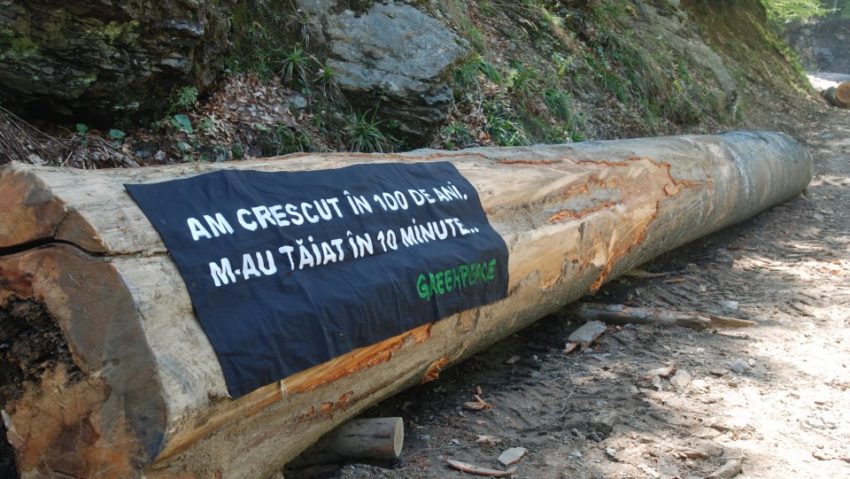 Green Peace România: Aproape 100 de cazuri de tăieri ilegale de arbori pe zi au avut loc în cursul anului trecut