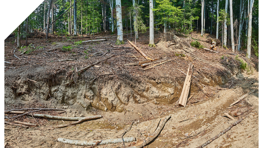 Greenpeace România lansează www.salvezpadurea.ro unde oricine poate raporta tăieri ilegale de arbori