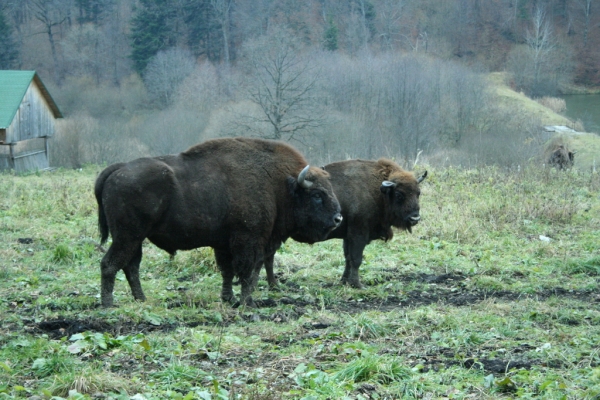 Zimbri de la Poalele Munţilor Ţarcu, mărul discordiei între WWF România şi AJVPS Caraş-Severin