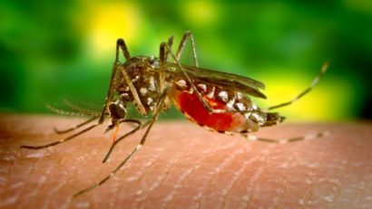 Trei cazuri de infecţie cu virusul West Nile au fost confirmate în judeţul Dolj