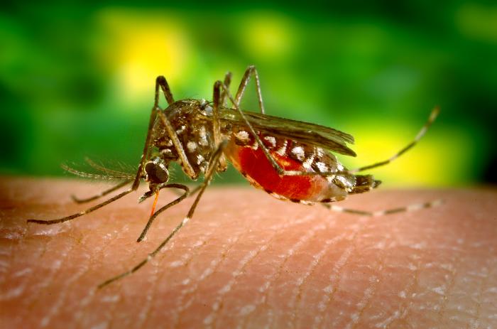 Trei cazuri de infecţie cu virusul West Nile au fost confirmate în judeţul Dolj