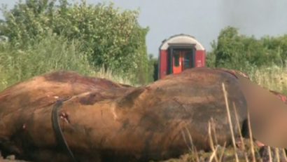 Doi cai, izbiţi de o locomotivă pe calea ferată