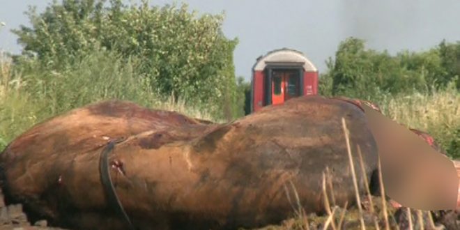 Doi cai, izbiţi de o locomotivă pe calea ferată