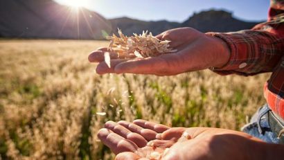 Peste 600 de fermieri din Caraş-Severin nu au primit nici până astăzi subvenţiile pe suprafeţele agricole