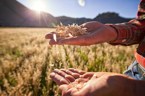 Peste 600 de fermieri din Caraş-Severin nu au primit nici până astăzi subvenţiile pe suprafeţele agricole