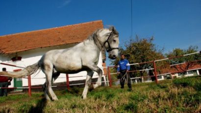 Cruzime fără margini în Târgu Jiu. Un cal a fost bătut pentru că nu a reuşit să tragă o dală de beton de 5 tone