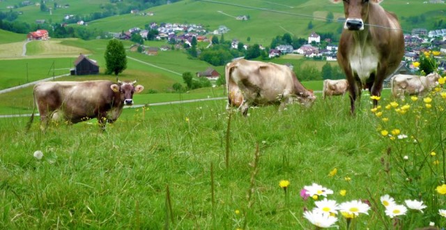 Amenajamentul pastoral, obligatoriu pentru accesarea subvenţiilor. Primarii din Caraş-Severin ignoră această măsură