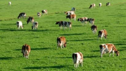 [AUDIO] Situaţia terenurilor şi nepriceperea agenţilor agricoli, cauzele neîntocmirii amenajamentelor pastorale în Caraş-Severin