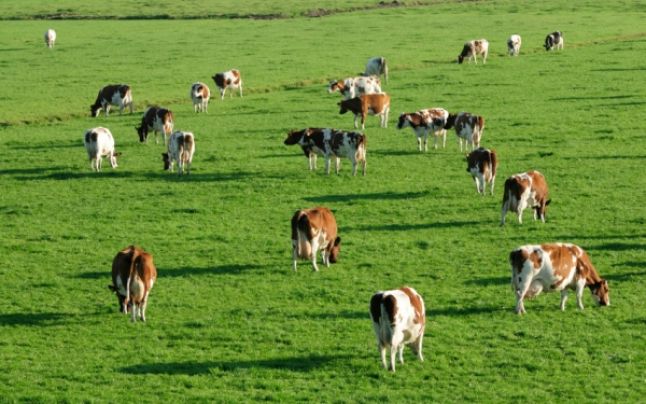 [AUDIO] Situaţia terenurilor şi nepriceperea agenţilor agricoli, cauzele neîntocmirii amenajamentelor pastorale în Caraş-Severin