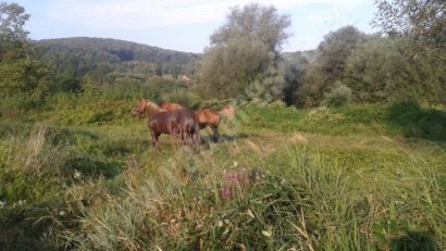 [FOTO-AUDIO] Misiune de salvare după ce un cal a căzut în râpă