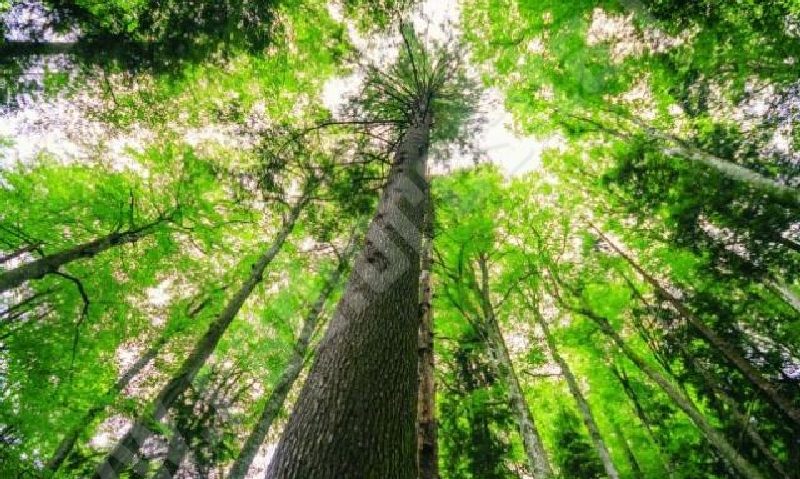 [AUDIO-FOTO] Caraş-Severinul bogat în aur verde. Soarta făgetelor din Banat în atenţia comisarilor UNESCO