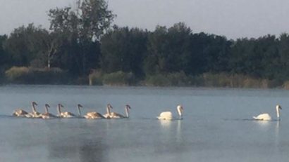 O familie de lebede a poposit pe o baltă din Timiş