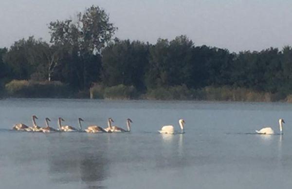 O familie de lebede a poposit pe o baltă din Timiş