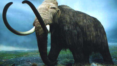 A fost descoperită fosila unui craniu de mamut