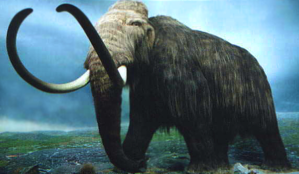 A fost descoperită fosila unui craniu de mamut