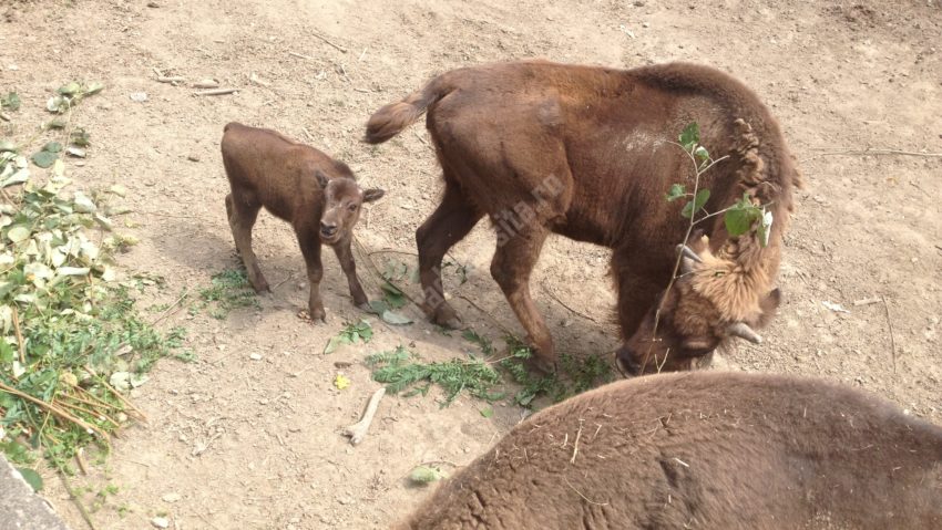 [FOTO-VIDEO] Pui de zimbru născut în captivitate la una din Grădinile zoologice din Banat