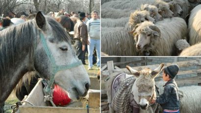 [AUDIO] Se deschide oborul la Răcăşdia, dar fără… bovine