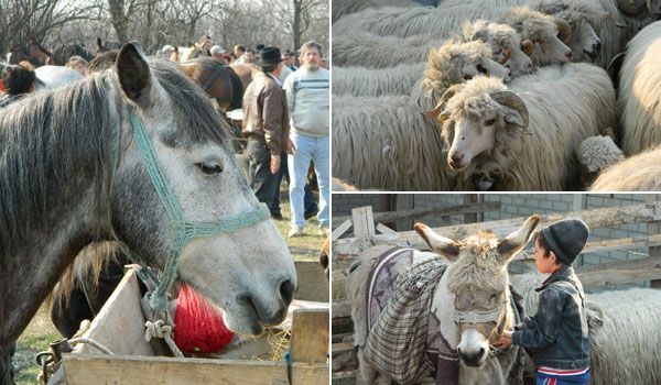 [AUDIO] Se deschide oborul la Răcăşdia, dar fără… bovine