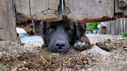 Cruzime fără limite… Poliţia Animalelor se lasă aşteptată!