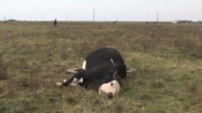 [VIDEO] Disperare în Banat. Oamenii sunt înspăimântaţi că cineva le omoară animalele