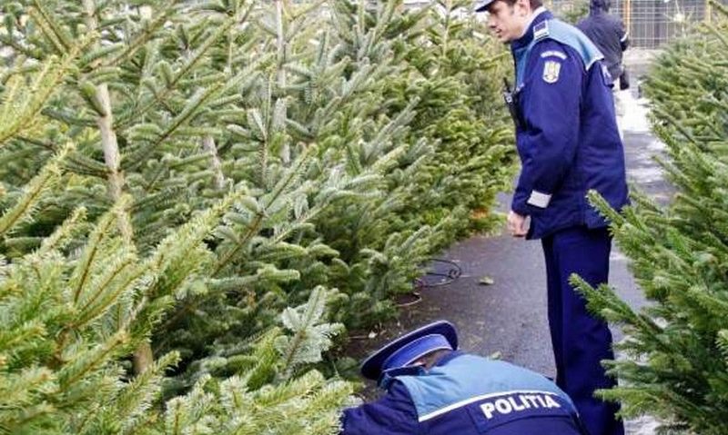 Brazii confiscaţi vor fi puşi în vânzare la Ocoalele silvice