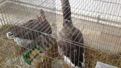 [FOTO] Păsări şi animale mici în expoziţie la Reşiţa. Porumbeii din Banatul sârbesc opriţi la frontieră de gripa aviară din Ungaria