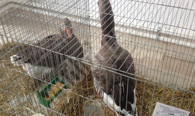 [FOTO] Păsări şi animale mici în expoziţie la Reşiţa. Porumbeii din Banatul sârbesc opriţi la frontieră de gripa aviară din Ungaria