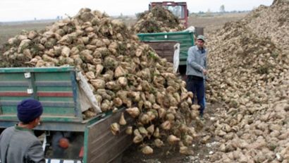 După mai bine de un deceniu, timişenii au reînceput să cultive intens sfecla de zahăr