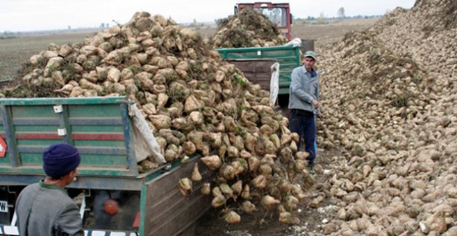 După mai bine de un deceniu, timişenii au reînceput să cultive intens sfecla de zahăr