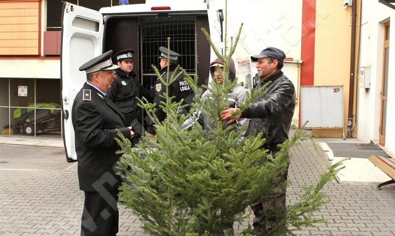 [AUDIO] Pomii de iarnă din pădurile statului, o sursă de venit în această lună. Garda forestieră este pe urmele infractorilor!