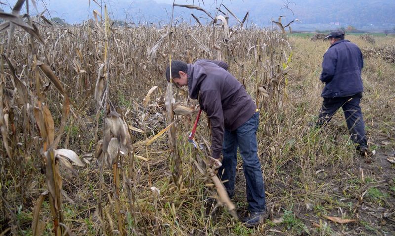 Dezastru în satele din Banat: Fermierii intră în iarnă cu jumătate din recolta neculeasă