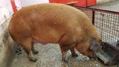 Un porc de peste 500 de kilograme e vedetă în vestul ţării. Uriașul e înalt aproape cât un baschetbalist