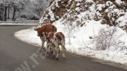 AJVPS Caraş-Severin avertizează: animalele lăsate libere, o ţintă sigură a fiarelor sălbatice