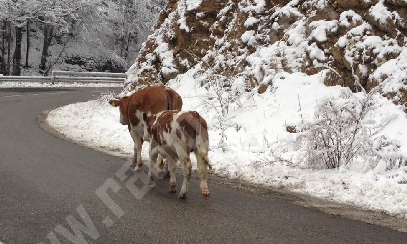 AJVPS Caraş-Severin avertizează: animalele lăsate libere, o ţintă sigură a fiarelor sălbatice