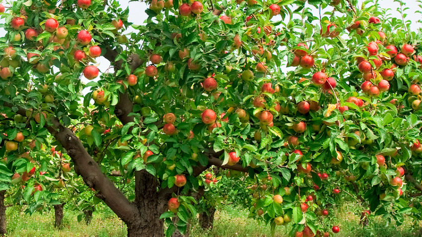 La pomul lăudat…