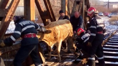 [FOTO] Intervenție inedită a pompierilor din Reşiţa: Au salvat un animal rămas blocat