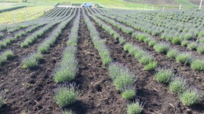 Agricultorii din Alba înlocuiesc culturile tradiţionale cu lavanda