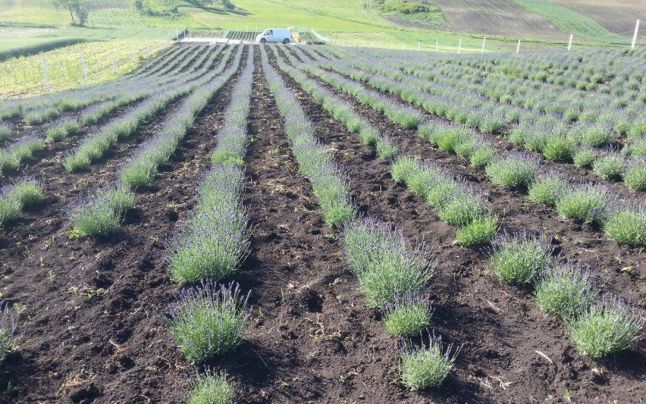 Agricultorii din Alba înlocuiesc culturile tradiţionale cu lavanda