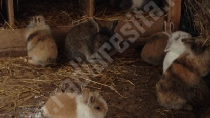 [FOTO] Iarna nu-i ca vara nici la ZOO: Unele animale suportă cu greu gerul, iar îngrijitorii le-au pregătit adăposturi călduroase