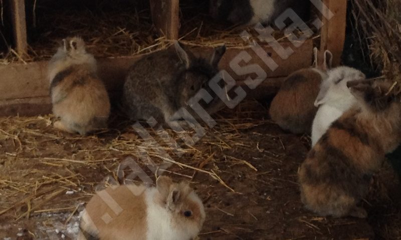 [FOTO] Iarna nu-i ca vara nici la ZOO: Unele animale suportă cu greu gerul, iar îngrijitorii le-au pregătit adăposturi călduroase