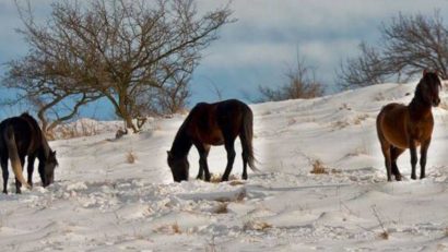 [FOTO] Paradisul ascuns al Banatului de Munte: Tărâmul cailor sălbatici din Munţii Aninei