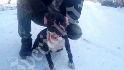 [VIDEO] Cruzime fără margini în vestul ţării. Şi-a pus Pitbull-ul să omoare alt câine