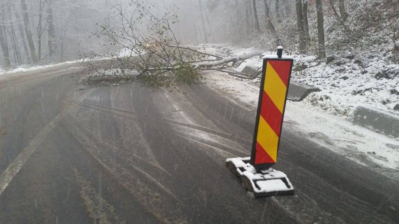 CARAŞ-SEVERIN: Trafic îngreunat din cauza unui copac căzut pe carosabil