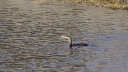 [FOTO] Delta se mută în Banat: Au apărut cormoranii, egretele şi raţele sălbatice pe Bârzava