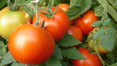 Peste 200 de tone de roşii româneşti din programul naţional „Tomate 2017” au ajuns pe piaţă