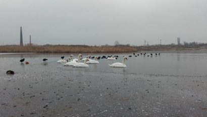 [FOTO] Misiune inedită pentru pompierii arădeni. Au intervenit pentru a salva două lebede