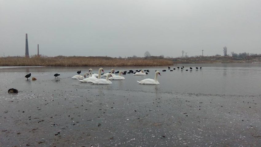 [FOTO] Misiune inedită pentru pompierii arădeni. Au intervenit pentru a salva două lebede