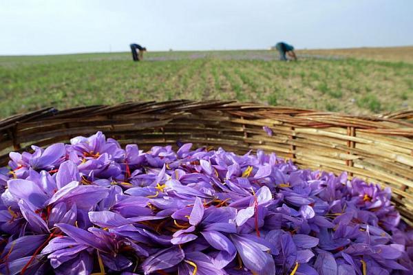 O tânără din vestul ţării învață să facă profit cu cel mai scump condiment din lume. Află aici cum se cultivă aurul roşu