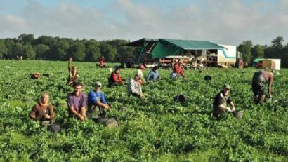 150 locuri de muncă în agricultură în Danemarca