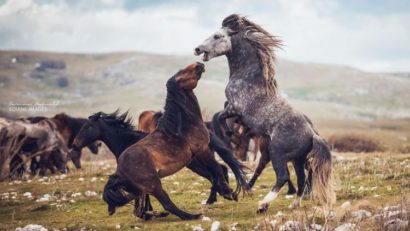 Venirea primăverii, singura şansă de salvare a animalelor protejate din Caraş-Severin